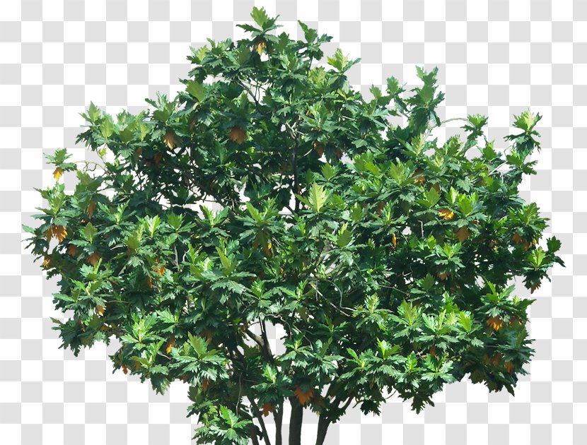 Tree Evergreen Shrub Branch Transparent PNG