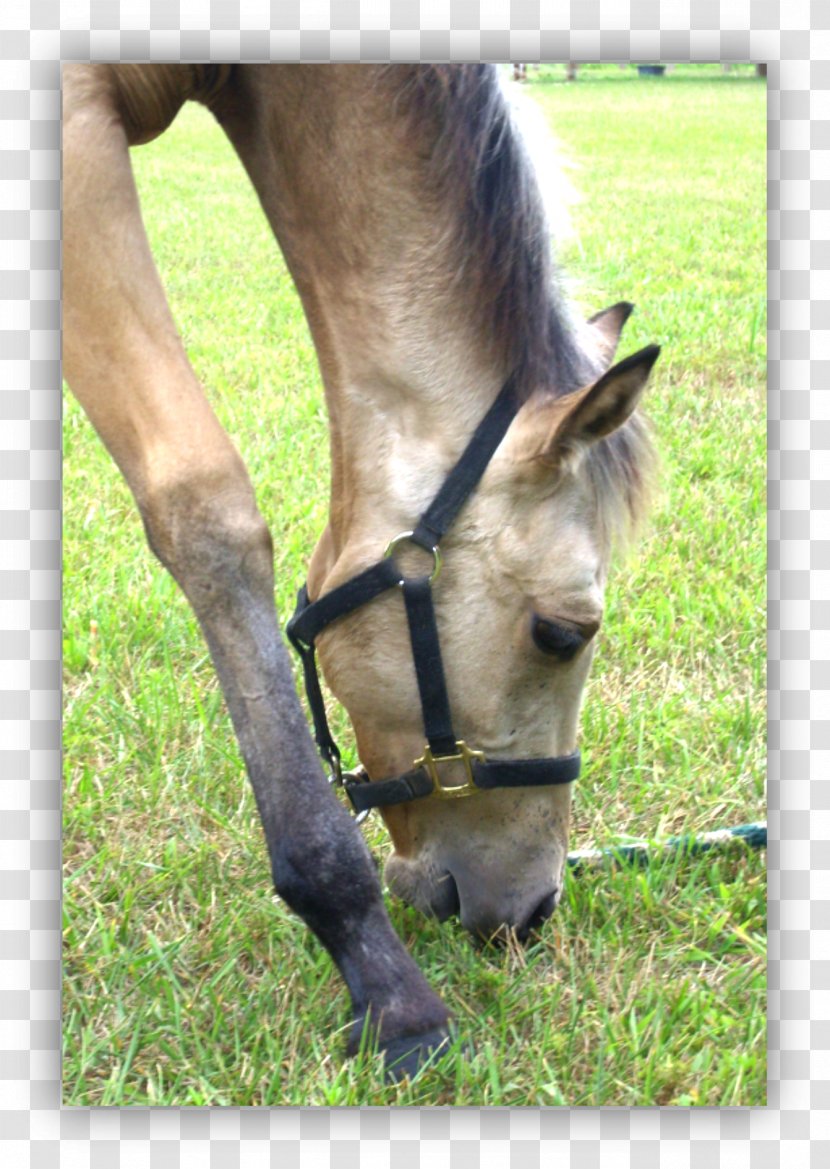 Horse Foal Pony Stallion Mare - Mustang - Grazing Transparent PNG