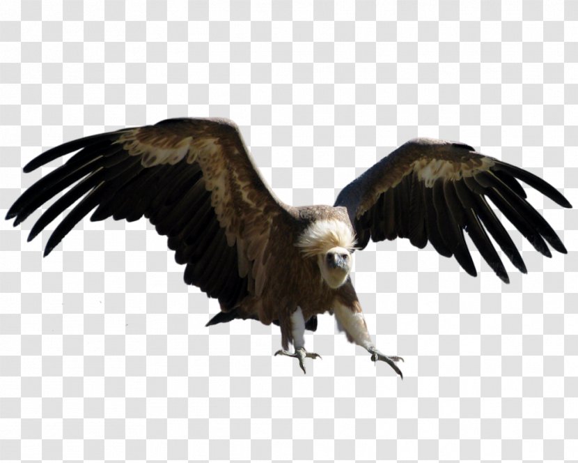 Royalty-free Stock Photography Eagle - Royaltyfree Transparent PNG