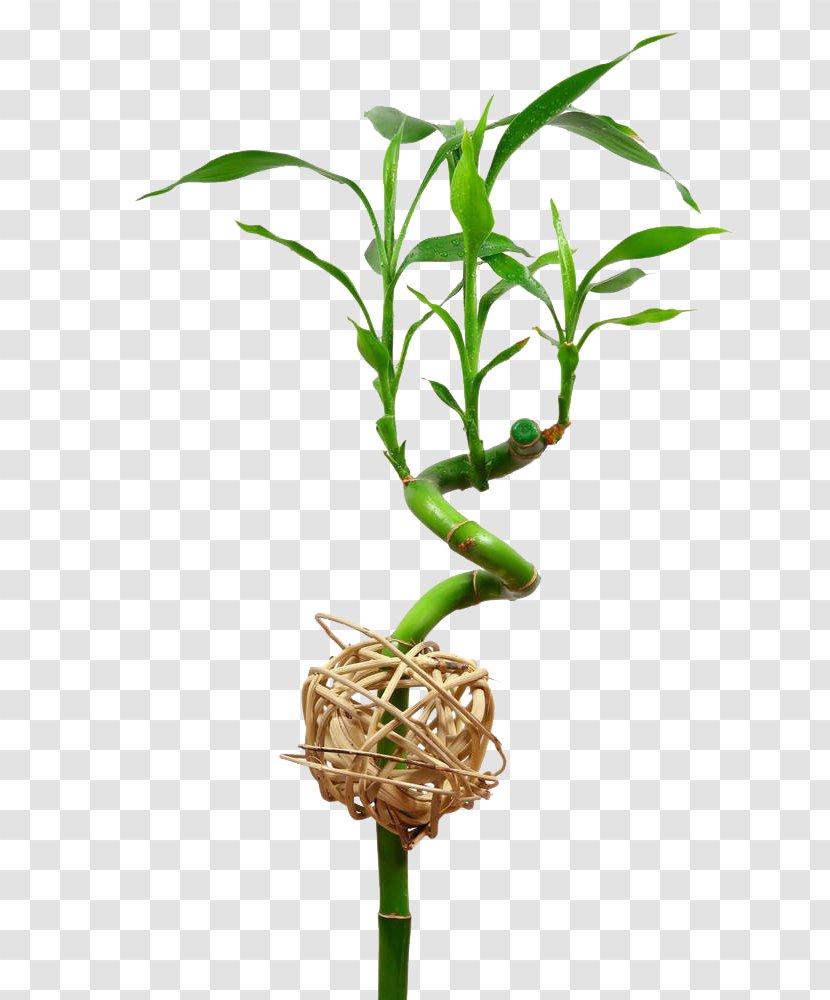Lucky Bamboo Bamboe Leaf Ornamental Plant Transparent PNG