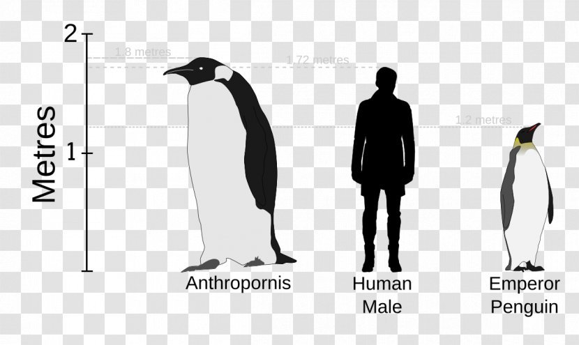 Palaeeudyptinae Anthropornis Pachydyptes Icadyptes Emperor Penguin - Dinosaur Transparent PNG