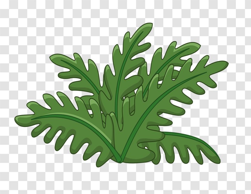 Copenhagen Kurdistan Leaf Nature Rue - Organism Transparent PNG