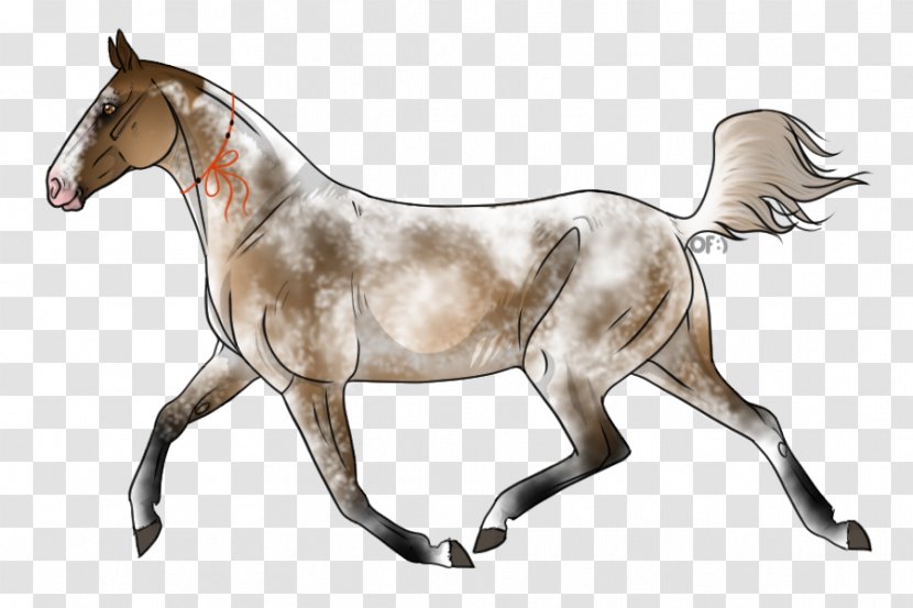 Mustang Appaloosa Mare Pony Stallion - Colt - Chestnut Transparent PNG