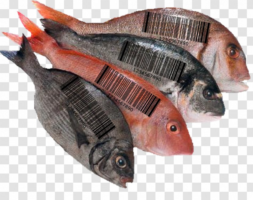 Fish Food Health Tilapia Acid Gras Omega-3 - Animal Source Foods Transparent PNG