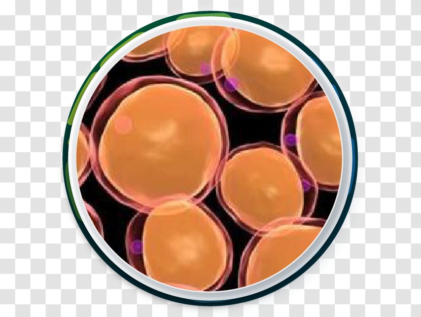 Adipocyte Adipose Tissue Cell Fatty Acid - Orange - Biology Transparent PNG