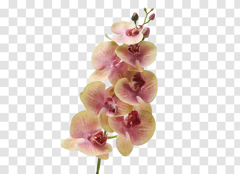 Moth Orchids Dendrobium Cut Flowers Plant Stem - Flowering - Flower Transparent PNG