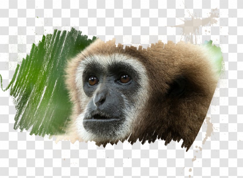 Primate Mandrill Hainan Black Crested Gibbon Yellow-cheeked Macaque - Pileated - Meet Transparent PNG