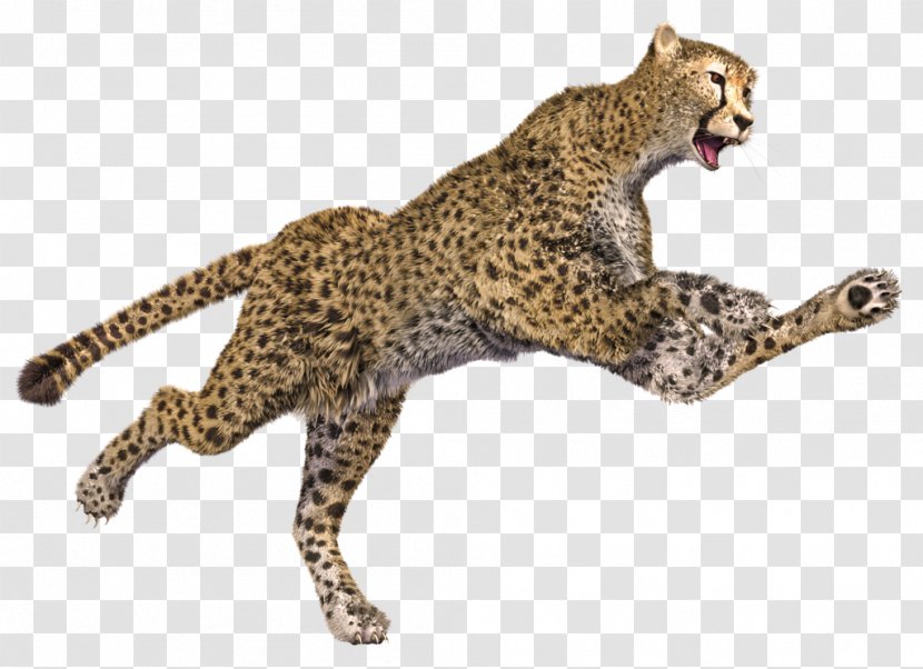 Cheetah Leopard Jaguar 3D Computer Graphics - Big Cat Transparent PNG