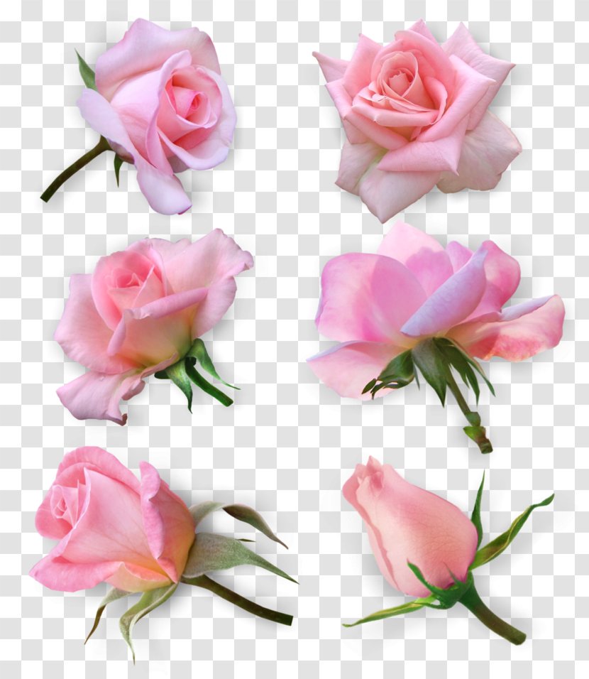Garden Roses Cabbage Rose Floribunda Cut Flowers - Flower Transparent PNG