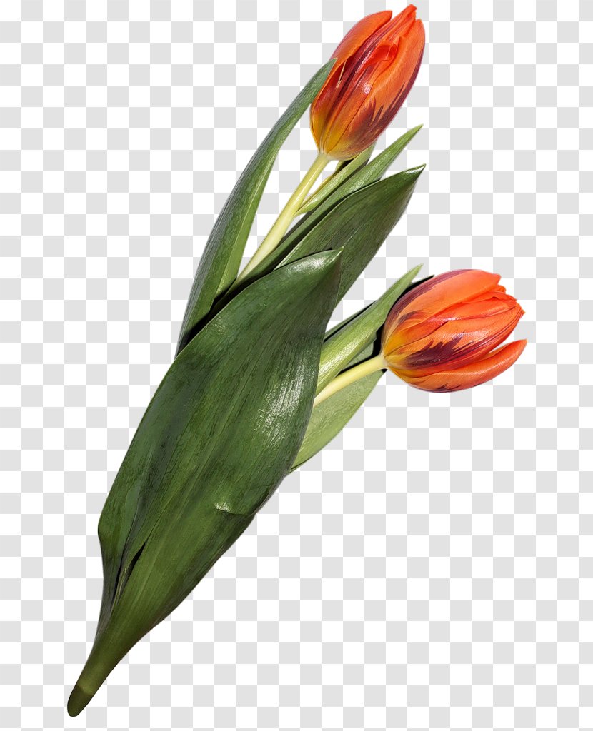 Tulip Cut Flowers Blume Clip Art - Petal Transparent PNG