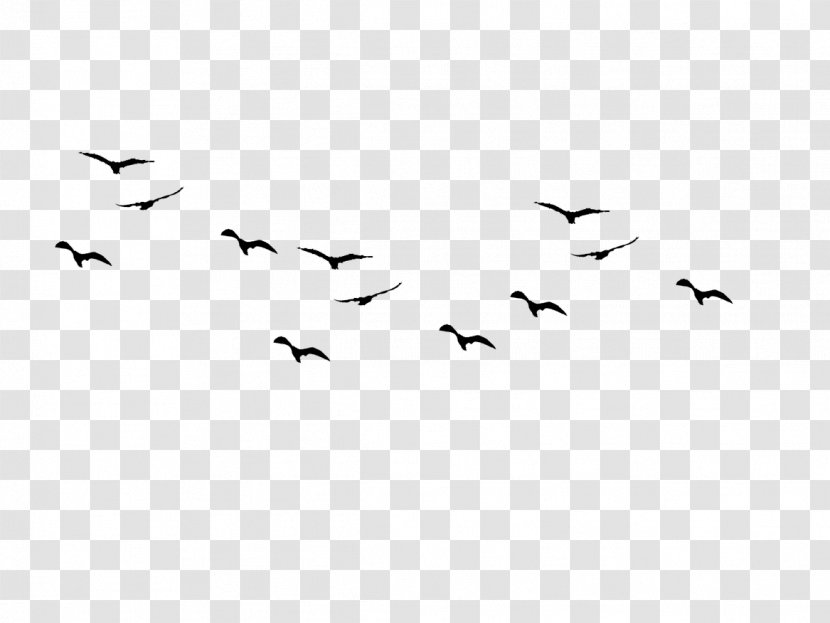 Bird Flight Flock Clip Art - Animal Migration - Square Black Transparent PNG