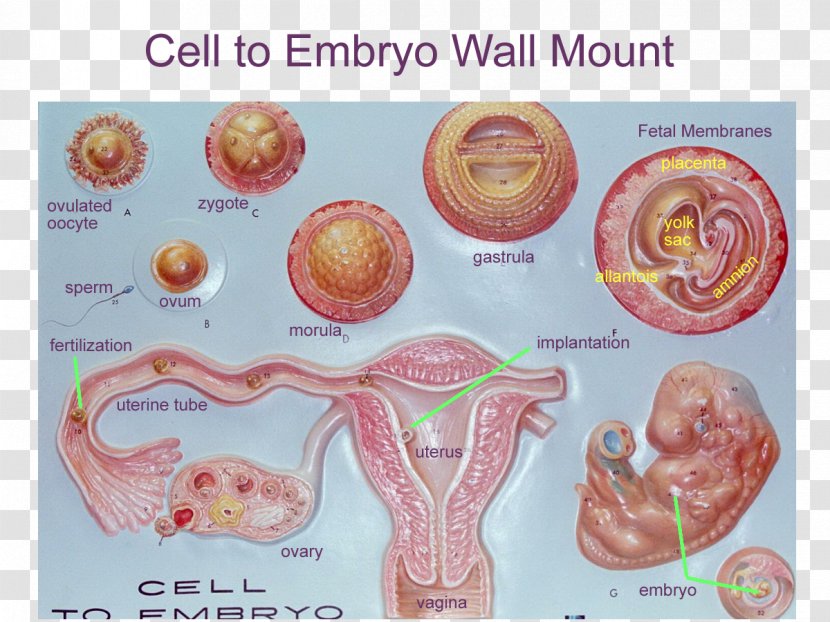Embryogenesis Human Development Zygote Anatomy - Prenatal Transparent PNG