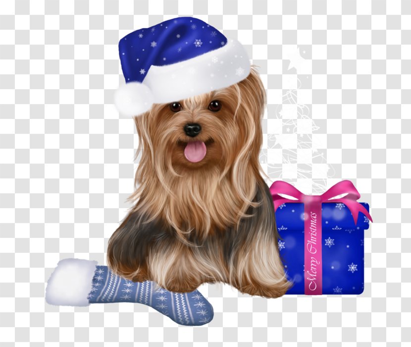 Yorkshire Terrier Cairn Puppy Pekingese Companion Dog - Carnivoran Transparent PNG