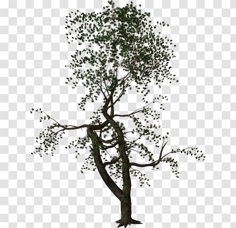 Tree Woody Plant Shrub Twig - Flower - Twigs Transparent PNG