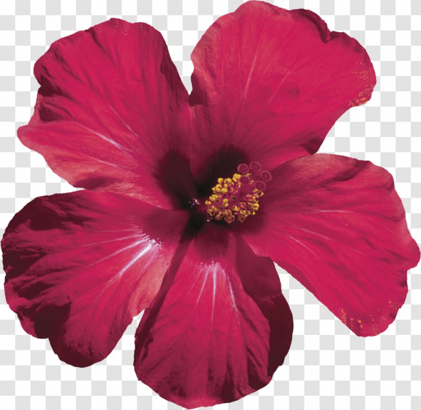 Hibiscus Tea Roselle Shoeblackplant Flower - Annual Plant - Hawaii Transparent PNG