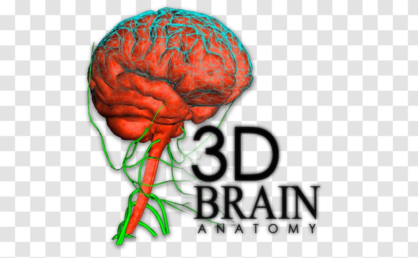 Brain Human Behavior Organism Font - Cartoon Transparent PNG
