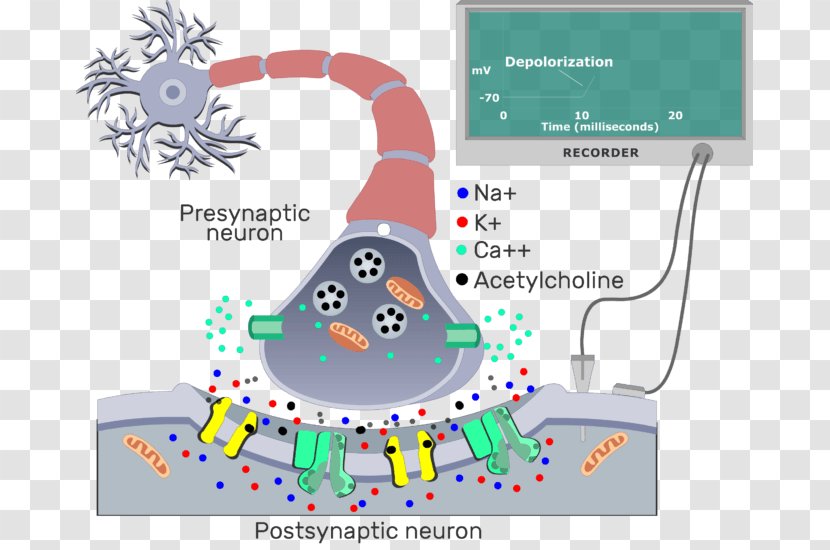 The Cholinergic Synapse Postsynaptic Potential Neuron Electrical - Axon - Ach Illustration Transparent PNG