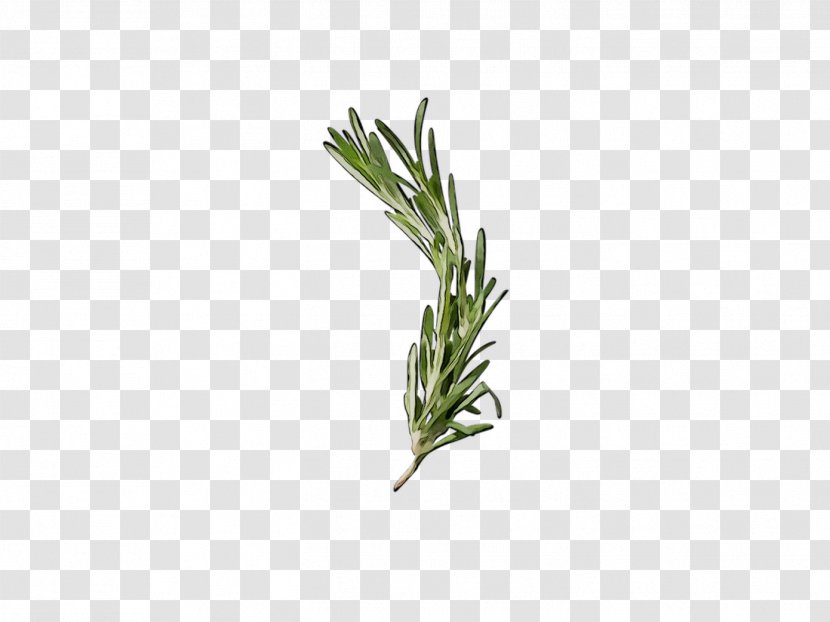 Grasses Plant Stem Herb Plants - Leaf - Rosemary Transparent PNG
