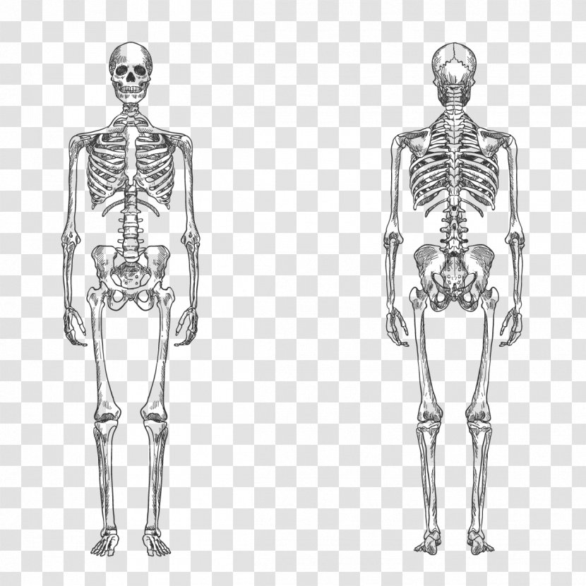 Human Skeleton Bone Body Anatomy - Frame - Vector Transparent PNG
