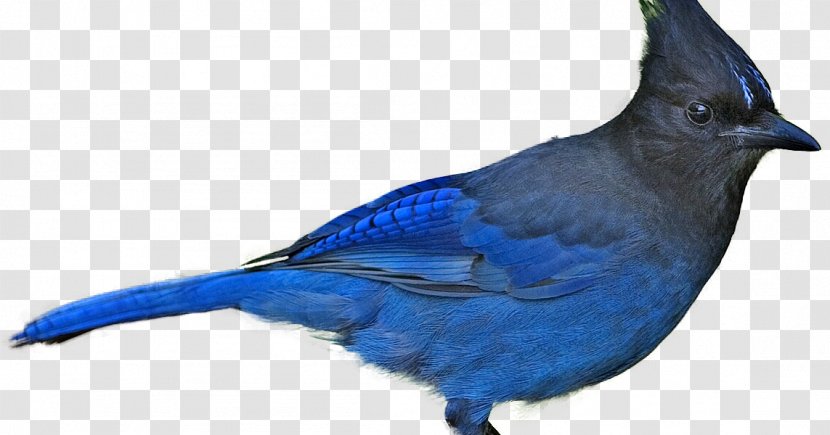 Blue Jay Bird Beak Finches Cobalt - Bluebird Transparent PNG
