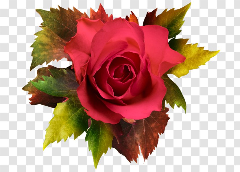 Garden Roses Cabbage Rose Clip Art - Plant - Autumn Transparent PNG