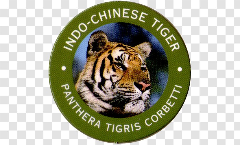 Tiger Big Cat Wildlife Animated Film Transparent PNG