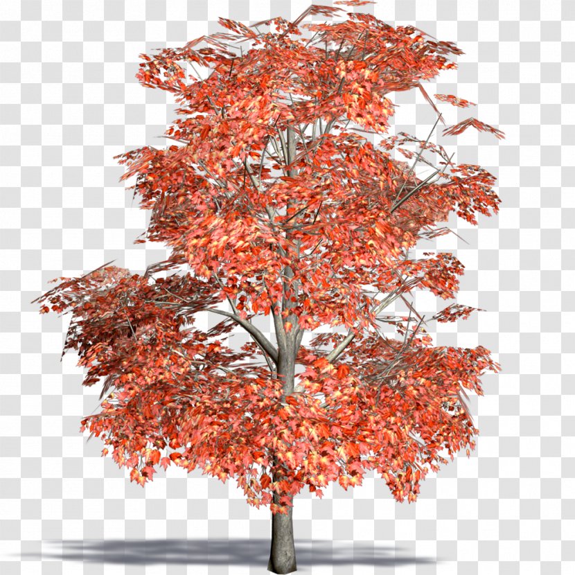 Maple Flowerpot Twig Houseplant Tree - Woody Plant Transparent PNG