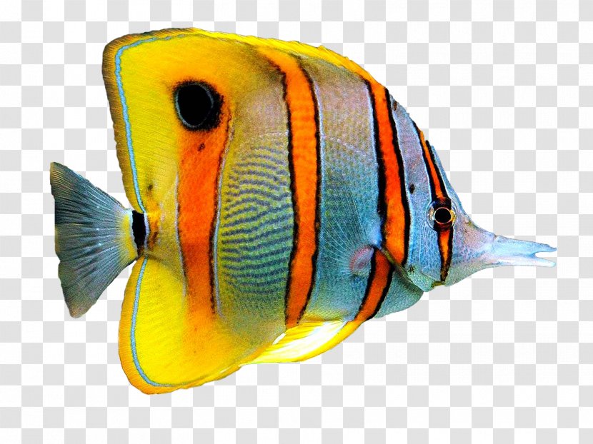 Goldfish Information Aquarium - Drawing - Fish Transparent PNG