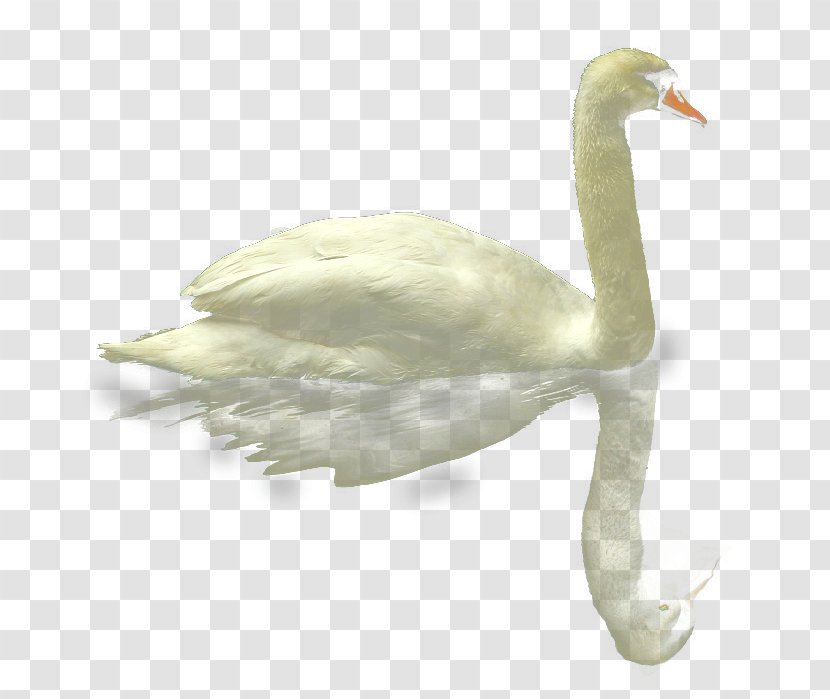 Mute Swan Duck Goose White - Water Swimy Transparent PNG