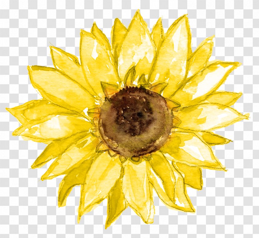Flower Background - Sunflower - Wildflower Asterales Transparent PNG