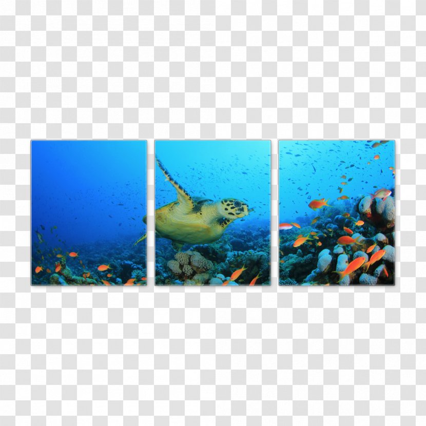 Coral Reef Fish Marine Biology - Aqua - Canvas Wall Transparent PNG