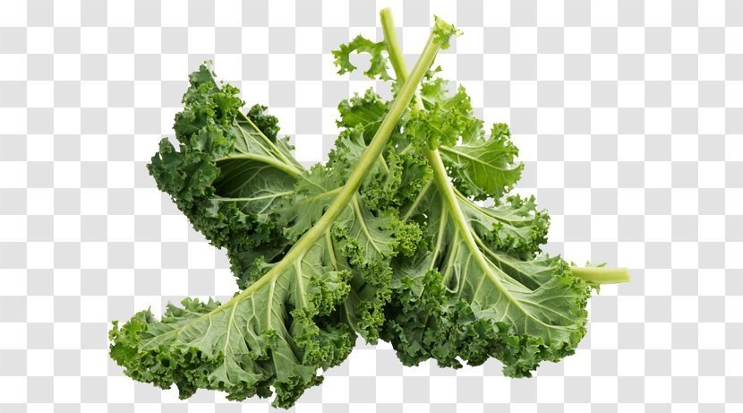 Kale Romaine Lettuce Food Vegetable Calcium - Herb Transparent PNG