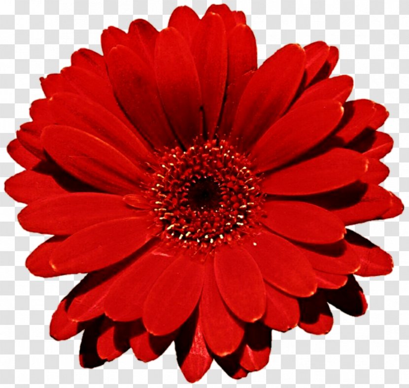 Artificial Flower Transvaal Daisy Floral Design Bouquet - Flowering Plant - Gerbera Transparent PNG