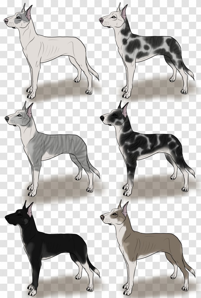 Italian Greyhound Whippet Spanish Sloughi - Breed - Great Dane Silhouette Transparent PNG