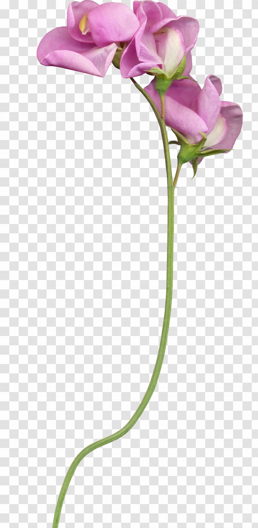 Cut Flowers Plant Stem Bud - Flowerpot Transparent PNG