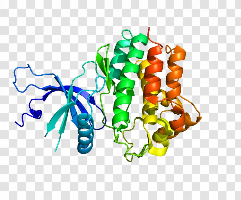 Janus Kinase 1 Cytokine Receptor Tyrosine - Heart - Antibody Transparent PNG