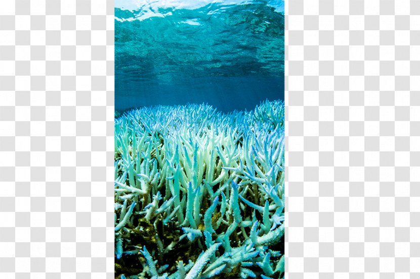 Coral Reef Great Barrier Bleaching - Scleractinia Transparent PNG