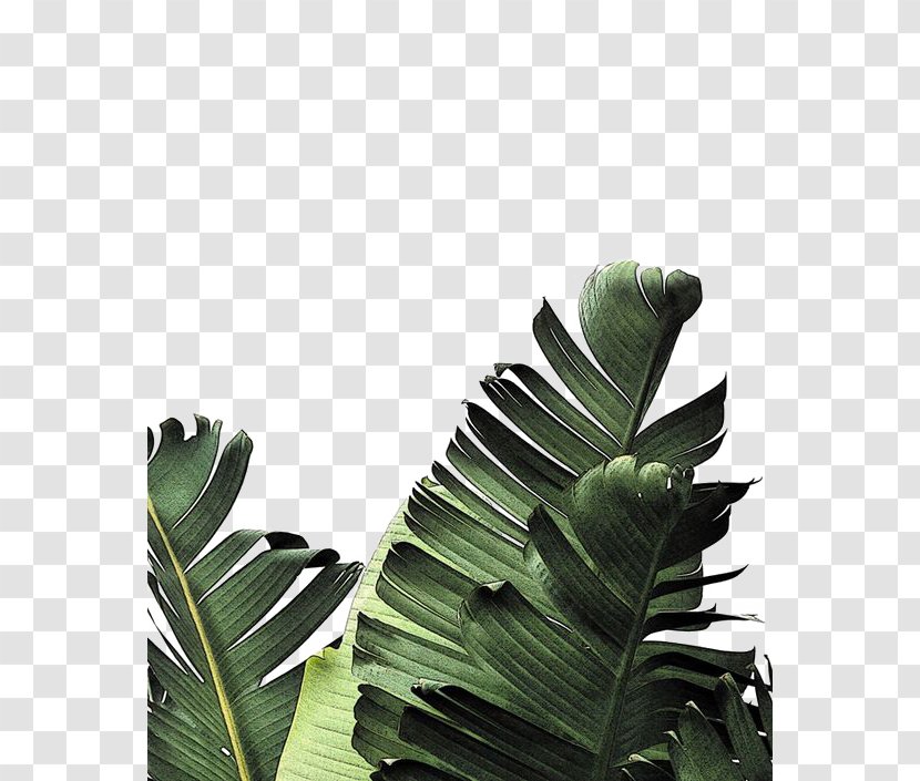Banana Leaf Frond Palm-leaf Manuscript - Photography - Creative Green Leaves Transparent PNG