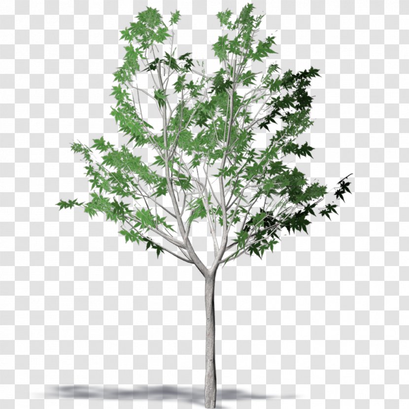 Twig Plane Trees Plant Stem Leaf - Tree Transparent PNG