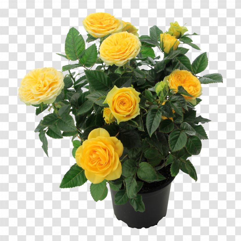 Garden Roses Yellow Cut Flowers Floribunda Romance Film - Shrub - Flower Transparent PNG