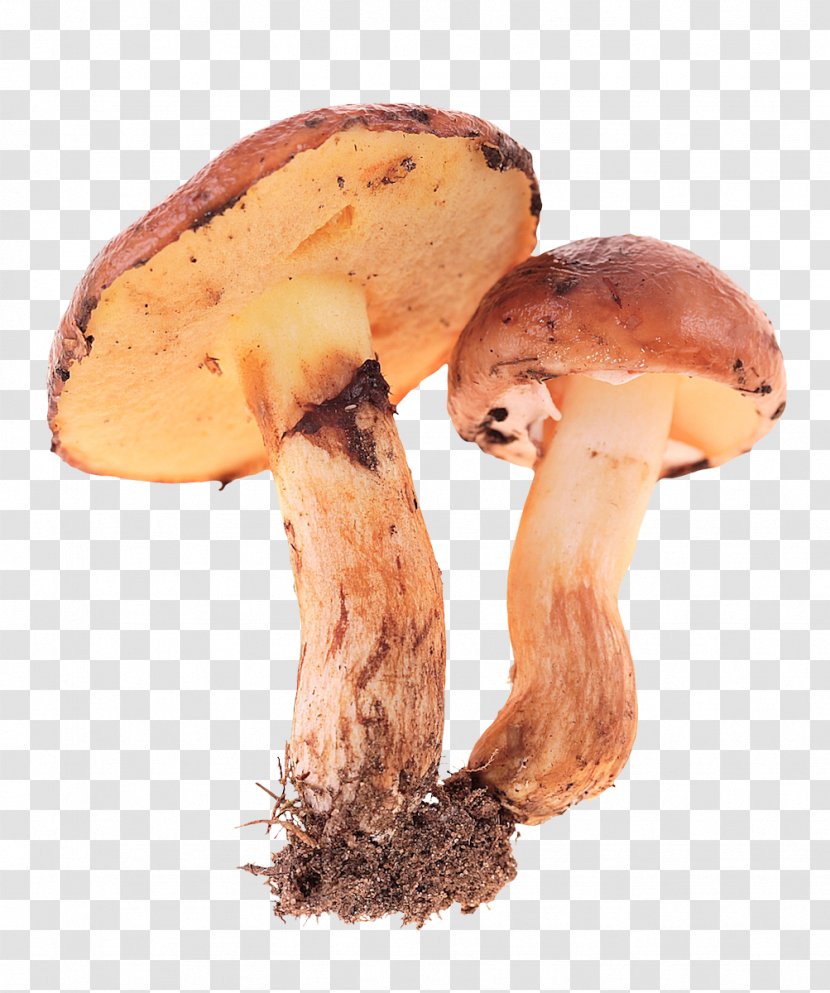Edible Mushroom Fungus - Vecteur - Fresh Mushrooms Transparent PNG