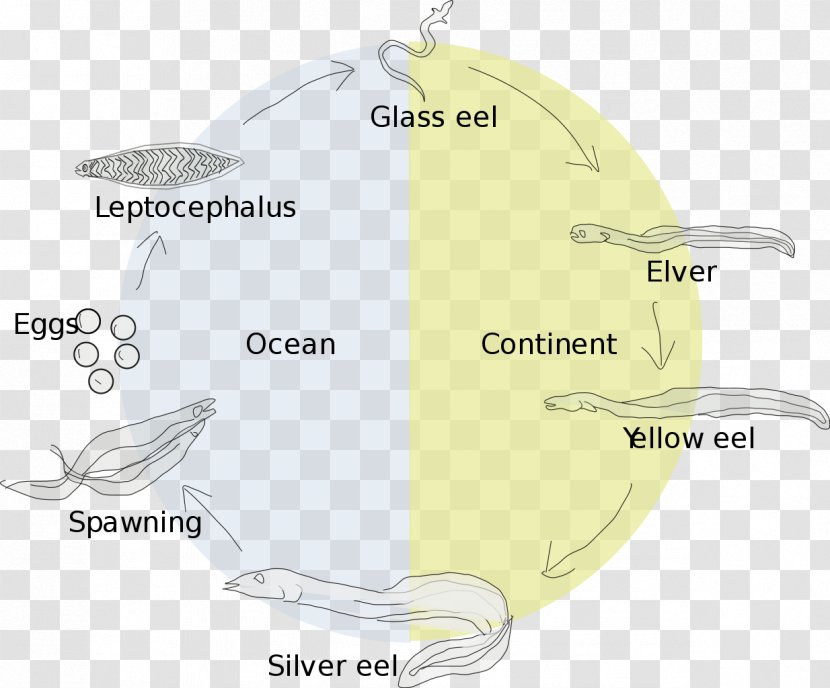 European Eel Life History Biological Cycle Leptocephalus - Sea Transparent PNG