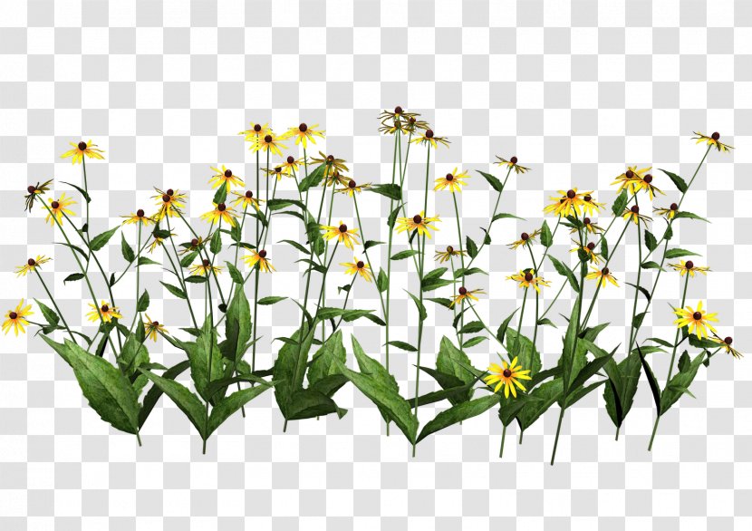Plant Wildflower Clip Art - Grass - Chamomile Transparent PNG