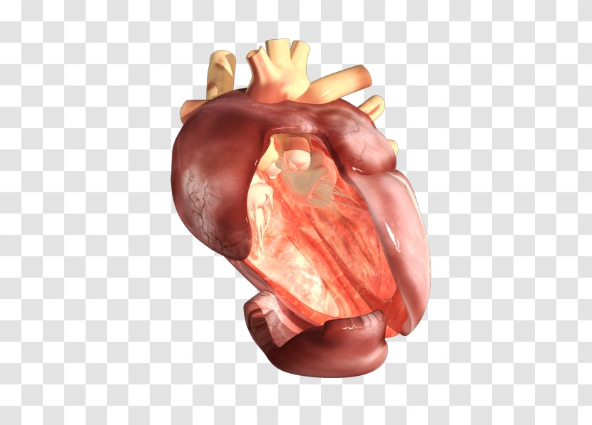 Pig's Ear Organism Human Body Heart - Frame Transparent PNG