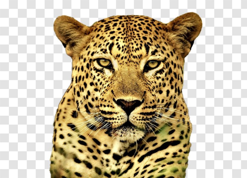 Cheetah Snow Leopard Felidae Cat Tiger Transparent PNG