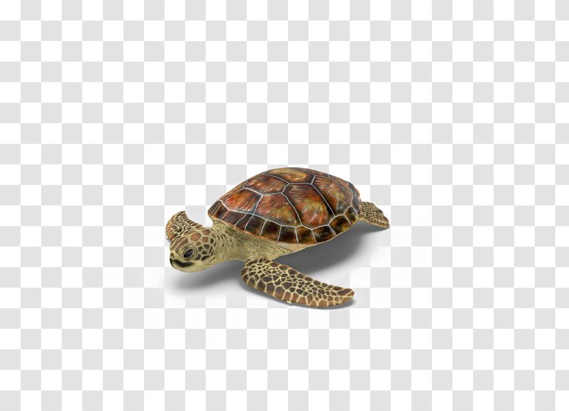 Box Turtles - Turtle Transparent PNG