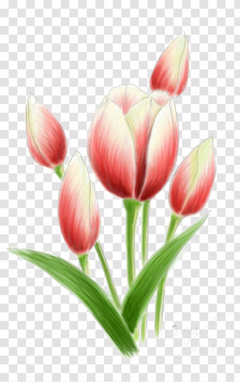 Tulip Cut Flowers Plant Stem Bud Petal - Lin Make Picture Material Transparent PNG