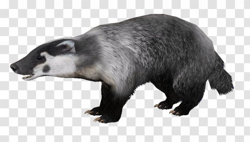 Honey Badger European Clip Art - Badget Badge Transparent PNG