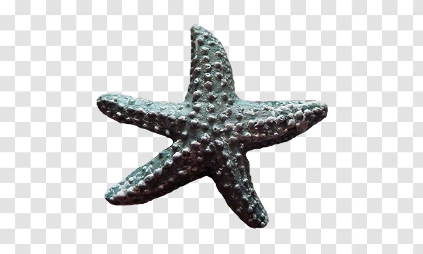 Starfish Download - Sea Transparent PNG