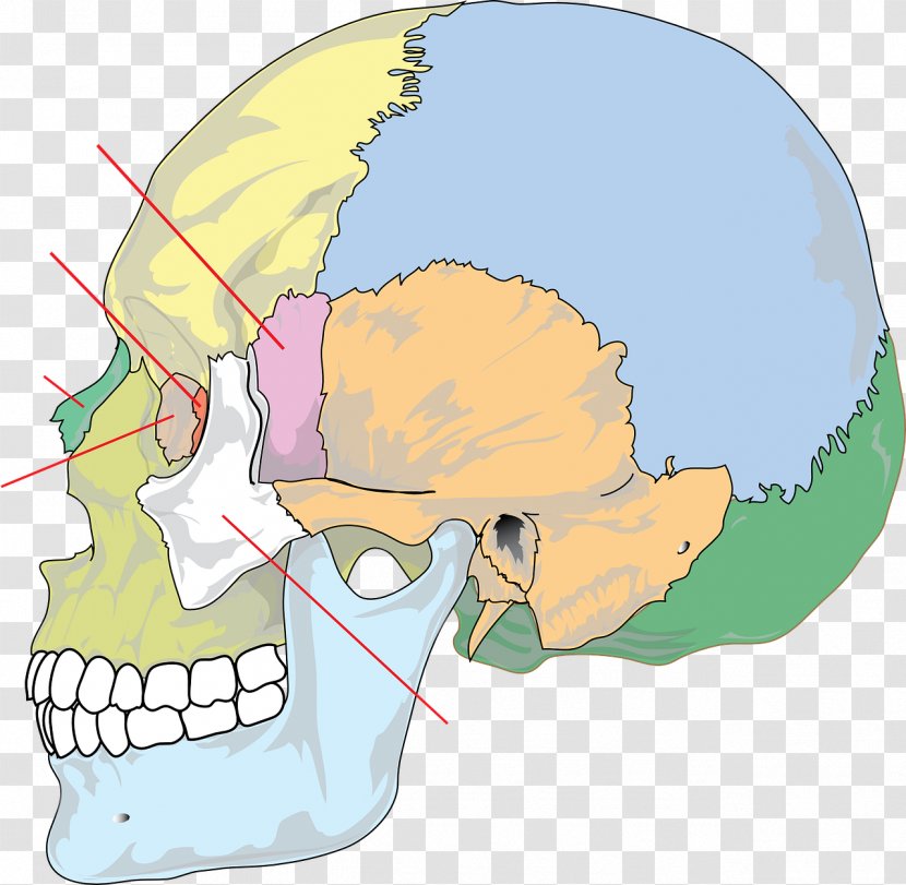 Skull Bone Anatomy Human Skeleton Body - Watercolor Transparent PNG